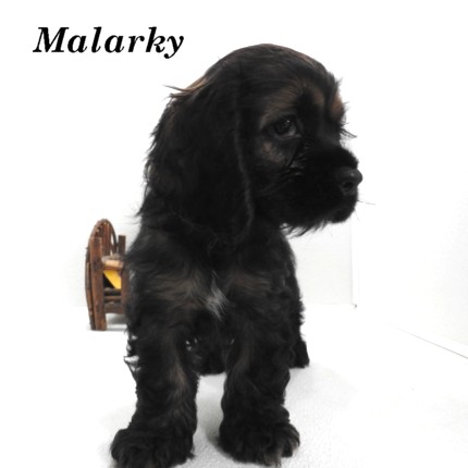 puppy, for, sale, Cocker Spaniel, Joe & Cherri  Overlease, dog, breeder, Miller, MO, dog-breeder, puppy-for-sale, forsale, nearby, find, puppyfind, locator, puppylocator, aca